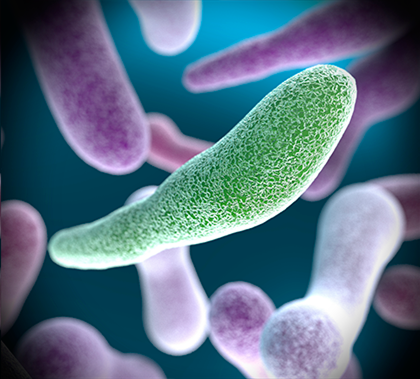 Кишкова паличка Escherichia coli