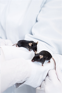 Дослідження організму мишей