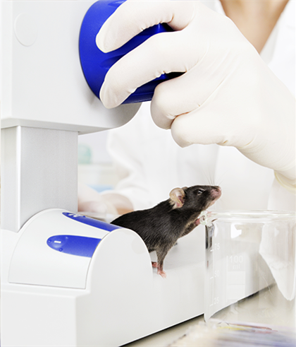 Вуха лабораторних мишей піддали експериментів