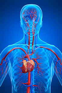 Схема серцево-судинної системи