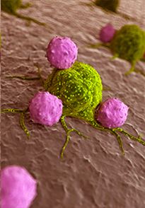 Лейкоцити атакують ракові клітини