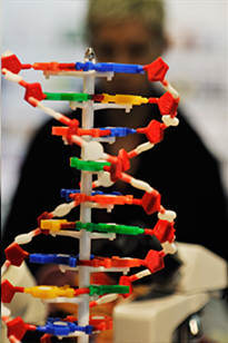 Спіраль ДНК